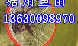 河源鱼价最新爆料,涨跌起伏，市场行情揭秘