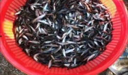 河源鱼价最新爆料,涨跌起伏，市场行情揭秘